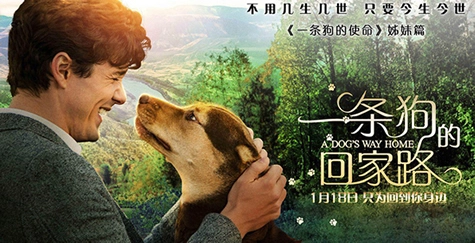 一条狗的回家路A Dog’s Way Home（Chinese）