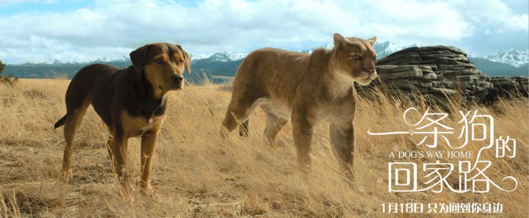 一条狗的回家路A Dog’s Way Home（Chinese）